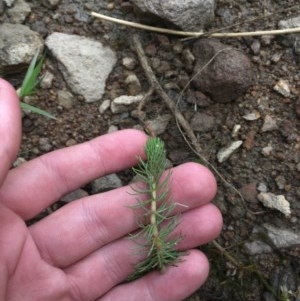 Myriophyllum crispatum at Farrer Ridge - 13 Dec 2020