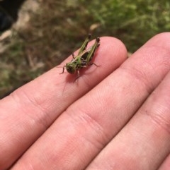 Acrididae sp. (family) (Unidentified Grasshopper) at Farrer Ridge - 13 Dec 2020 by Tapirlord