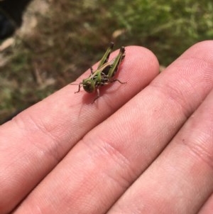 Acrididae sp. (family) at Tuggeranong DC, ACT - 13 Dec 2020