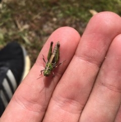 Acrididae sp. (family) at Tuggeranong DC, ACT - 13 Dec 2020