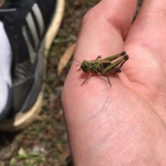 Acrididae sp. (family) at Tuggeranong DC, ACT - 13 Dec 2020