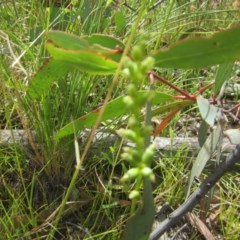 Microtis sp. (Onion Orchid) at Farrer Ridge - 12 Dec 2020 by Tapirlord