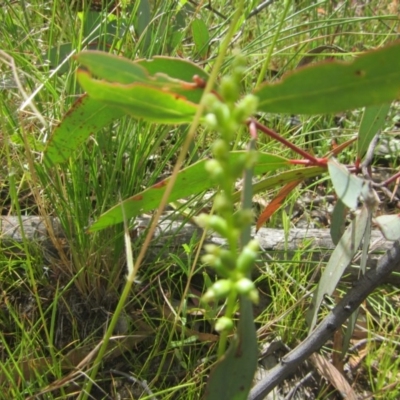 Microtis sp. (Onion Orchid) at Tuggeranong DC, ACT - 12 Dec 2020 by Tapirlord