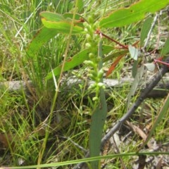 Microtis sp. at Tuggeranong DC, ACT - suppressed