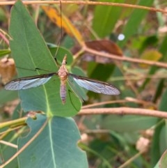 Leptotarsus (Leptotarsus) sp.(genus) (A Crane Fly) at Murrumbateman, NSW - 13 Dec 2020 by SimoneC