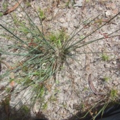 Juncus sp. (A Rush) at Tuggeranong DC, ACT - 12 Dec 2020 by Tapirlord