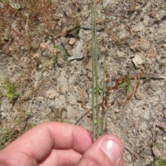 Juncus sp. at Tuggeranong DC, ACT - 13 Dec 2020