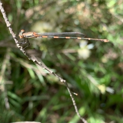 Austrolestes leda (Wandering Ringtail) at Murrumbateman, NSW - 13 Dec 2020 by SimoneC