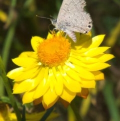 Acrodipsas myrmecophila (Small Ant-blue Butterfly) at Deakin, ACT - 12 Dec 2020 by AdventureGirl