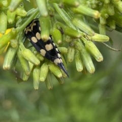 Hoshihananomia leucosticta (Pintail or Tumbling flower beetle) at Red Hill to Yarralumla Creek - 13 Dec 2020 by KL