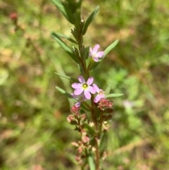 Lythrum hyssopifolia (Small Loosestrife) at Murrumbateman, NSW - 13 Dec 2020 by SimoneC