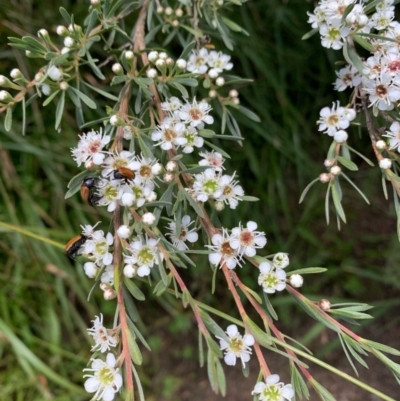 Kunzea ericoides (Burgan) at Murrumbateman, NSW - 13 Dec 2020 by SimoneC