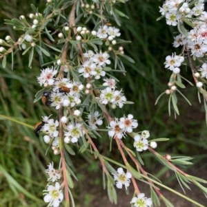 Kunzea ericoides at Murrumbateman, NSW - 13 Dec 2020