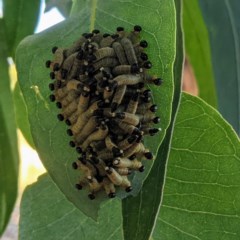 Pseudoperga sp. (genus) (Sawfly, Spitfire) at Kambah, ACT - 11 Dec 2020 by HelenCross