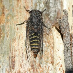 Atrapsalta furcilla (Southern Mountain Squeaker) at Majura, ACT - 11 Dec 2020 by jb2602