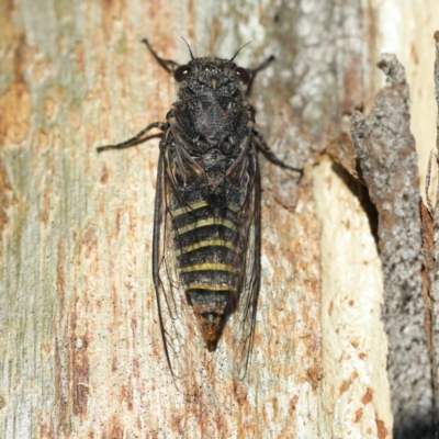 Atrapsalta furcilla (Southern Mountain Squeaker) at Mount Ainslie - 11 Dec 2020 by jb2602