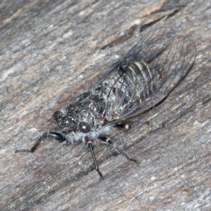 Atrapsalta furcilla at Majura, ACT - 11 Dec 2020