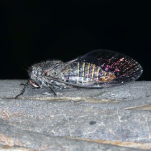 Atrapsalta furcilla at Majura, ACT - 11 Dec 2020