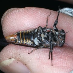 Atrapsalta furcilla at Majura, ACT - 11 Dec 2020