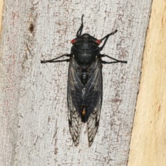 Psaltoda moerens (Redeye cicada) at Majura, ACT - 11 Dec 2020 by jbromilow50