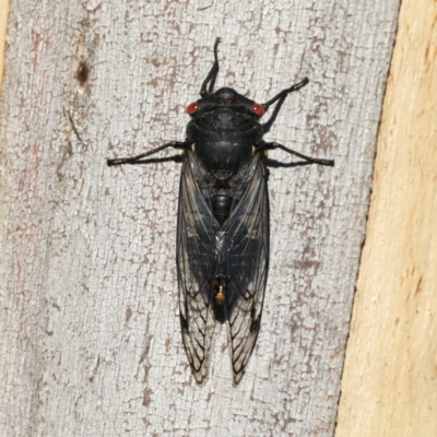 Psaltoda moerens (Redeye cicada) at Mount Ainslie - 11 Dec 2020 by jb2602