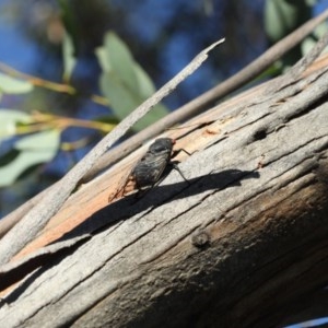 Psaltoda moerens at Majura, ACT - 11 Dec 2020 05:55 PM