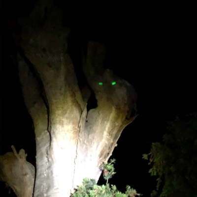 Unverified at Thurgoona, NSW - 13 Dec 2020 by Hendyks