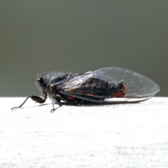 Yoyetta timothyi (Brown Firetail Cicada) at Mount Ainslie - 11 Dec 2020 by jb2602