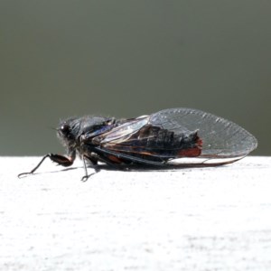 Yoyetta timothyi at Majura, ACT - 11 Dec 2020