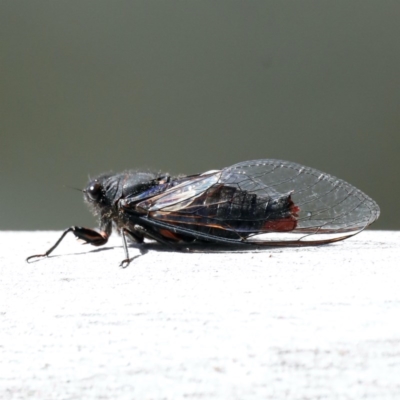 Yoyetta timothyi (Brown Firetail Cicada) at Majura, ACT - 11 Dec 2020 by jbromilow50