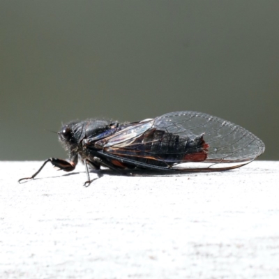 Yoyetta timothyi (Brown Firetail Cicada) at Mount Ainslie - 11 Dec 2020 by jb2602