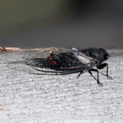 Yoyetta timothyi at Majura, ACT - 11 Dec 2020