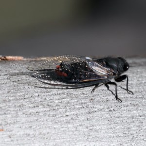 Yoyetta timothyi at Majura, ACT - 11 Dec 2020