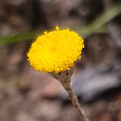 Leptorhynchos squamatus subsp. squamatus (Scaly Buttons) at Mount Painter - 6 Dec 2020 by drakes