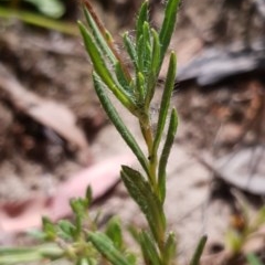 Leptorhynchos squamatus subsp. squamatus at Cook, ACT - 7 Dec 2020