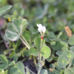 Trifolium subterraneum (Subterranean Clover) at Wamboin, NSW - 17 Oct 2020 by natureguy