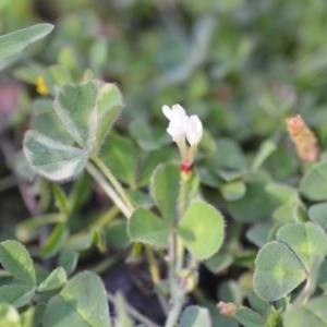 Trifolium subterraneum at Wamboin, NSW - 17 Oct 2020