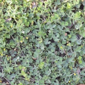 Trifolium subterraneum at Wamboin, NSW - 17 Oct 2020