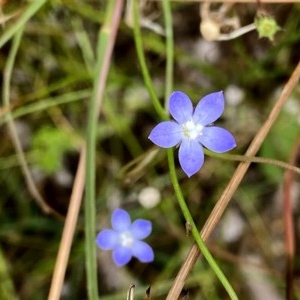 Wahlenbergia multicaulis at Googong, NSW - 13 Dec 2020 02:21 PM