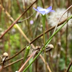 Wahlenbergia multicaulis at Googong, NSW - 13 Dec 2020 02:21 PM