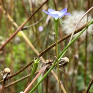 Wahlenbergia multicaulis at Googong, NSW - 13 Dec 2020