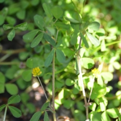 Trifolium dubium (Yellow Suckling Clover) at Wamboin, NSW - 17 Oct 2020 by natureguy