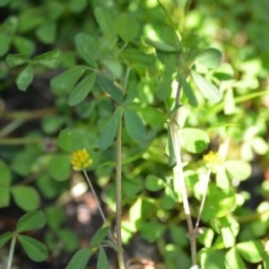 Trifolium dubium at Wamboin, NSW - 17 Oct 2020