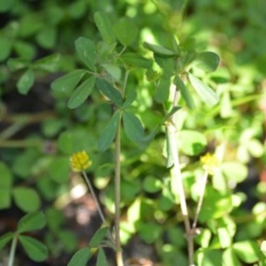 Trifolium dubium at Wamboin, NSW - 17 Oct 2020