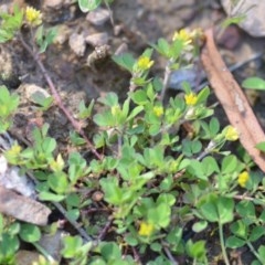 Trifolium dubium at Wamboin, NSW - 17 Oct 2020