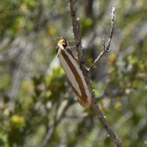 Phytotrypa propriella at Theodore, ACT - 20 Oct 2019 12:35 PM