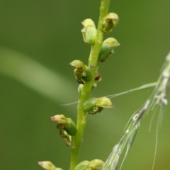 Microtis unifolia (Common Onion Orchid) at Bundanoon - 13 Dec 2020 by Snowflake