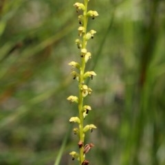 Microtis unifolia at Bundanoon, NSW - suppressed