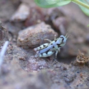 Acrididae sp. (family) at Wamboin, NSW - 17 Oct 2020