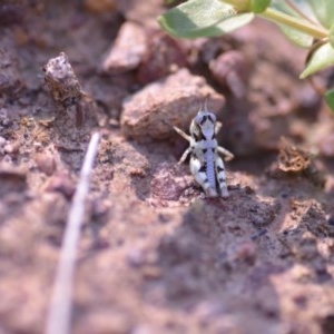 Acrididae sp. (family) at Wamboin, NSW - 17 Oct 2020